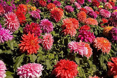 治愈系冒险游戏《皮罗与全息之书》现已在Steam平台提供试玩Demo